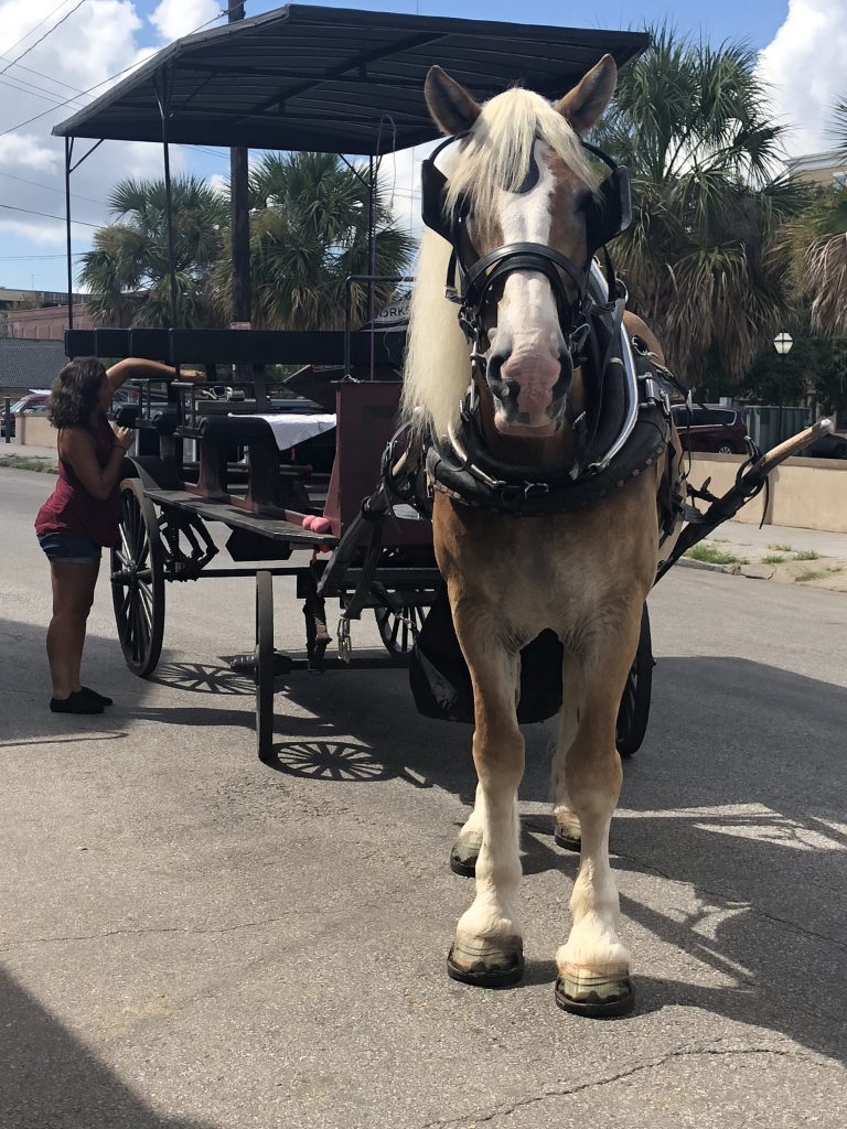 Old South Carriage Company Charleston